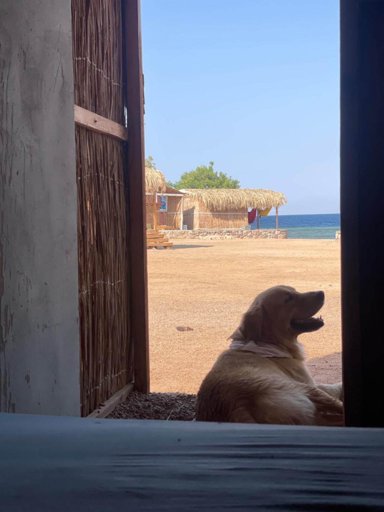 Alwaha Camp Hotel Nuweiba Exterior photo